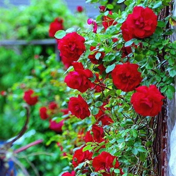 Climbing Rose Red Seeds - Pack of 5 Seeds